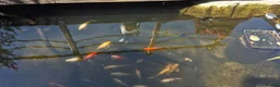 Koi Carp fish for sale: Pond clearance in Horncastle - Advert 2
