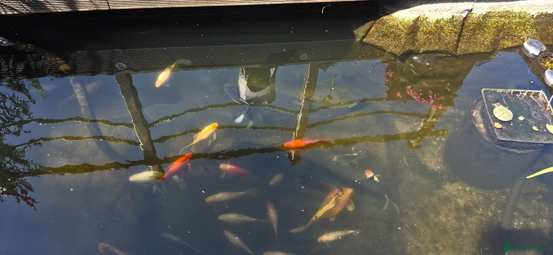 Koi Carp fish for sale: Pond clearance in Horncastle - Advert 2