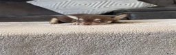 Chihuahua dogs for sale: Chihuahua puppy’s  - Advert 6
