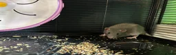 Rat rodents for sale: 2 gorgeous male rats  - Advert 4