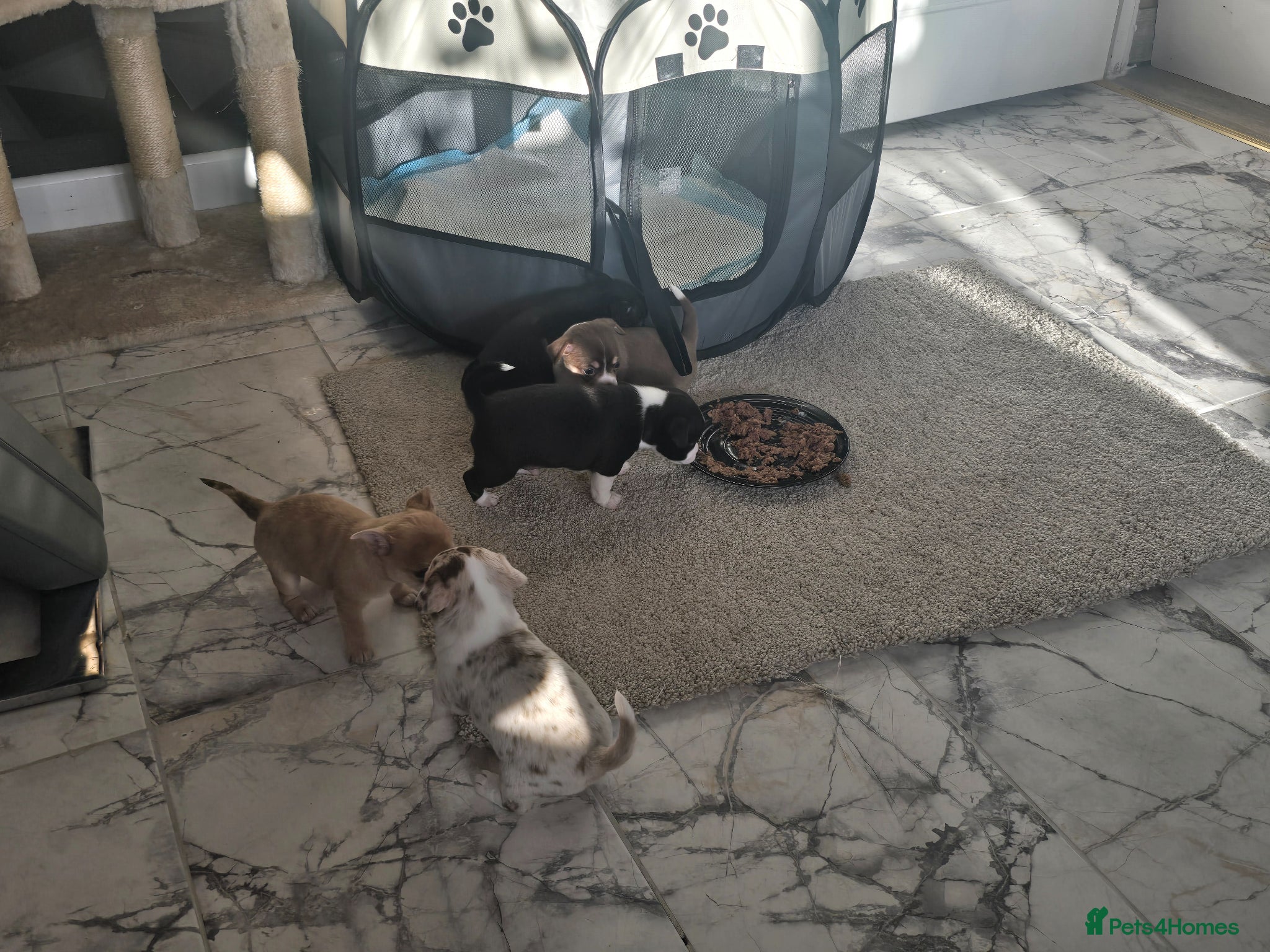 Chihuahua dogs Chiuhuhua cap short-haired - Advert 1