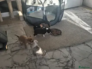 Chihuahua dogs Chiuhuhua cap short-haired - Advert 2