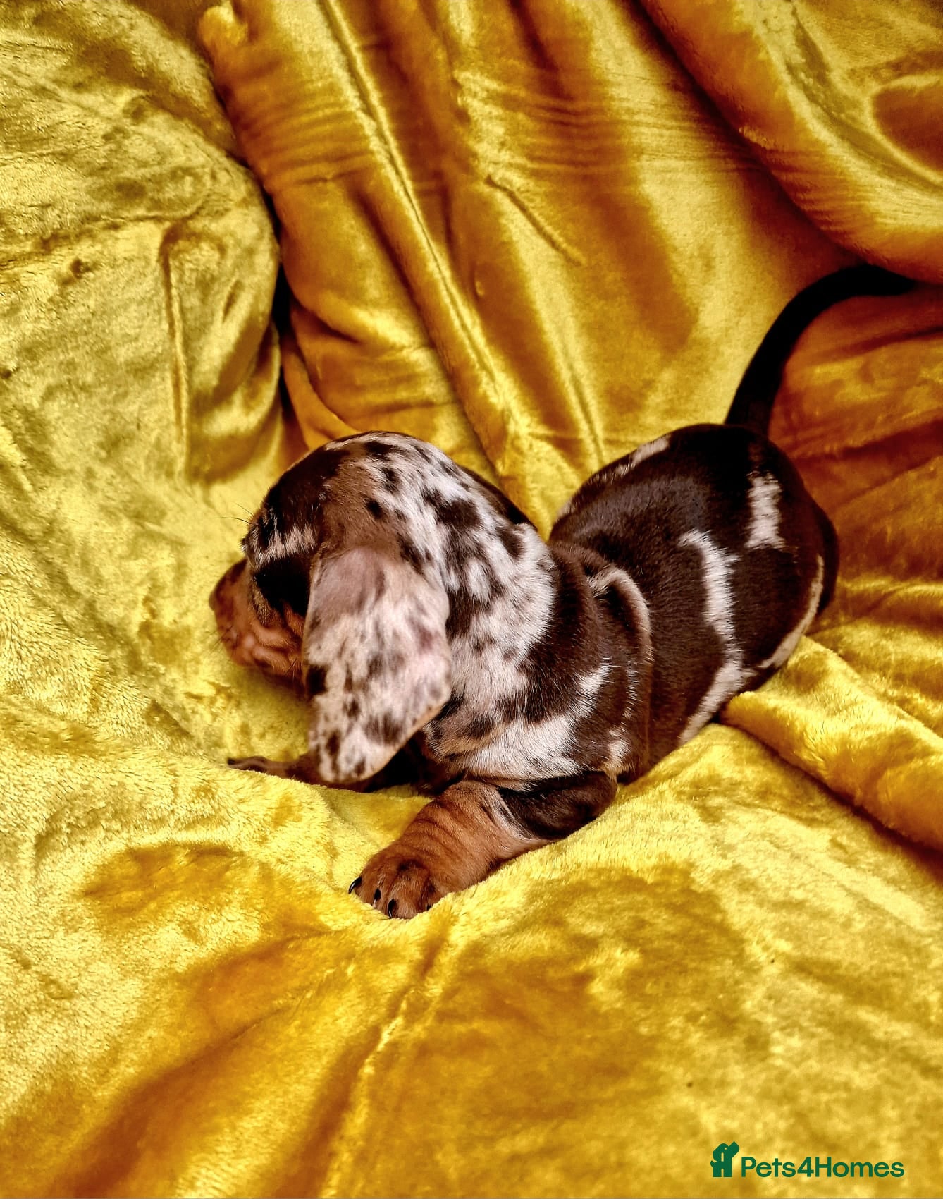 Miniature Dachshund dogs 🌈 All colours! Stunning mini dachshund pups 🐾  - Advert 2