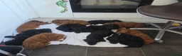 Mixed Breed dogs for sale: F1 - Doxiecocckerpoos ( Dachshund x cockerpoo) in Matlock - Advert 14