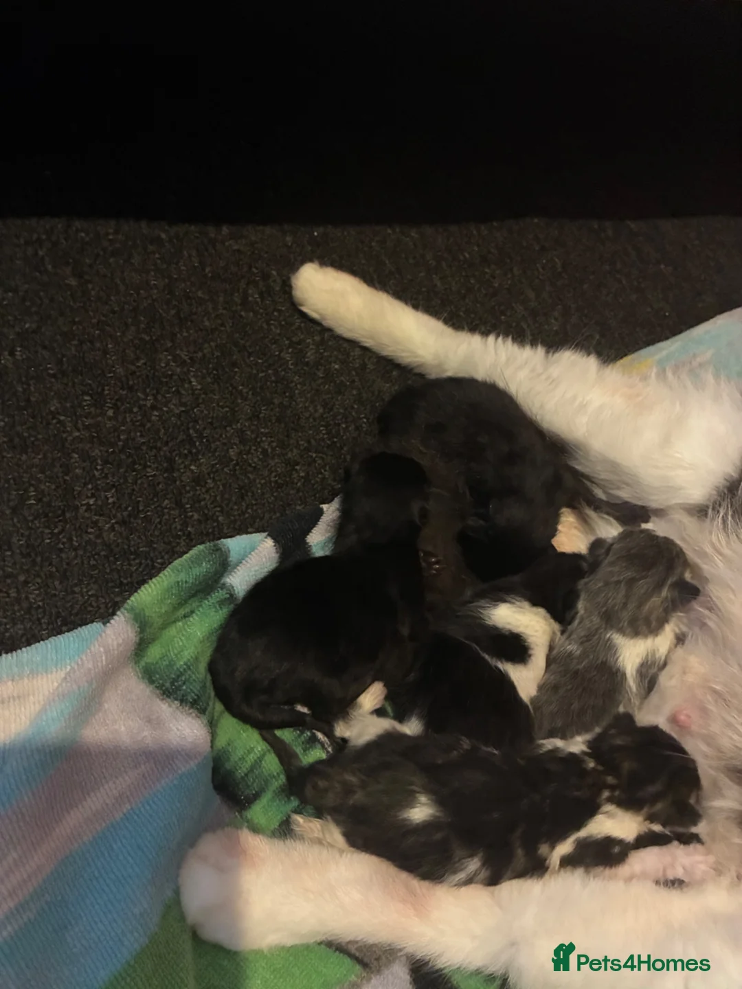 Mixed Breed cats for sale: Mixed litter  in Camborne - Advert 10