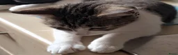 Mixed Breed cats for sale: Mixed breed - Advert 6