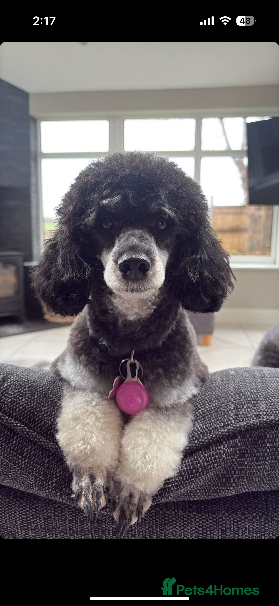 Toy Poodle dogs Phantom Toy Poodle KC registered North East Stud in Whitley Bay - Advert 6