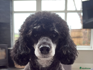 Toy Poodle dogs Phantom Toy Poodle KC registered North East Stud in Whitley Bay - Advert 8
