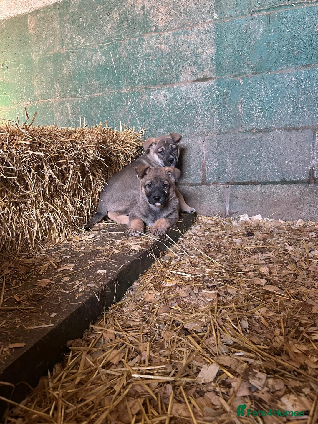 German Shepherd dogs for sale: German Shepard puppies - Advert 4