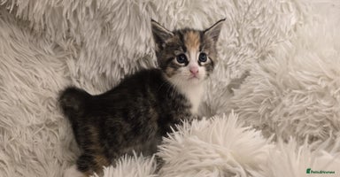 Maine Coon cats - Advert 11