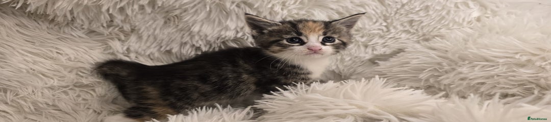Maine Coon Kitten 1