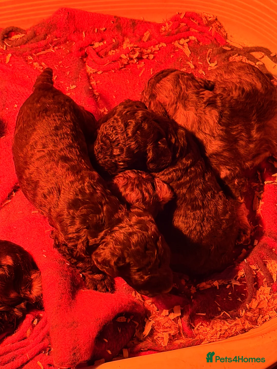 Cockapoo dogs for sale: F1 puppies cockatoo - Advert 13