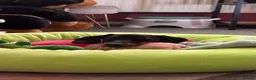 Miniature Dachshund dogs for sale: 7 Month Needs Rehoming ASAP - Advert 4