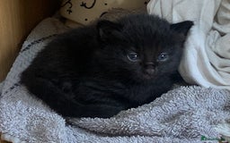 Mixed Breed cats for sale: Have four male kittens for sale  - Image 4