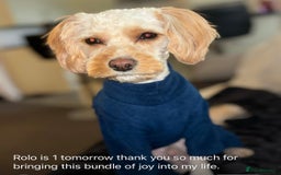Cavapoo dogs for sale: Stunning litter of cavapoos - Image 20