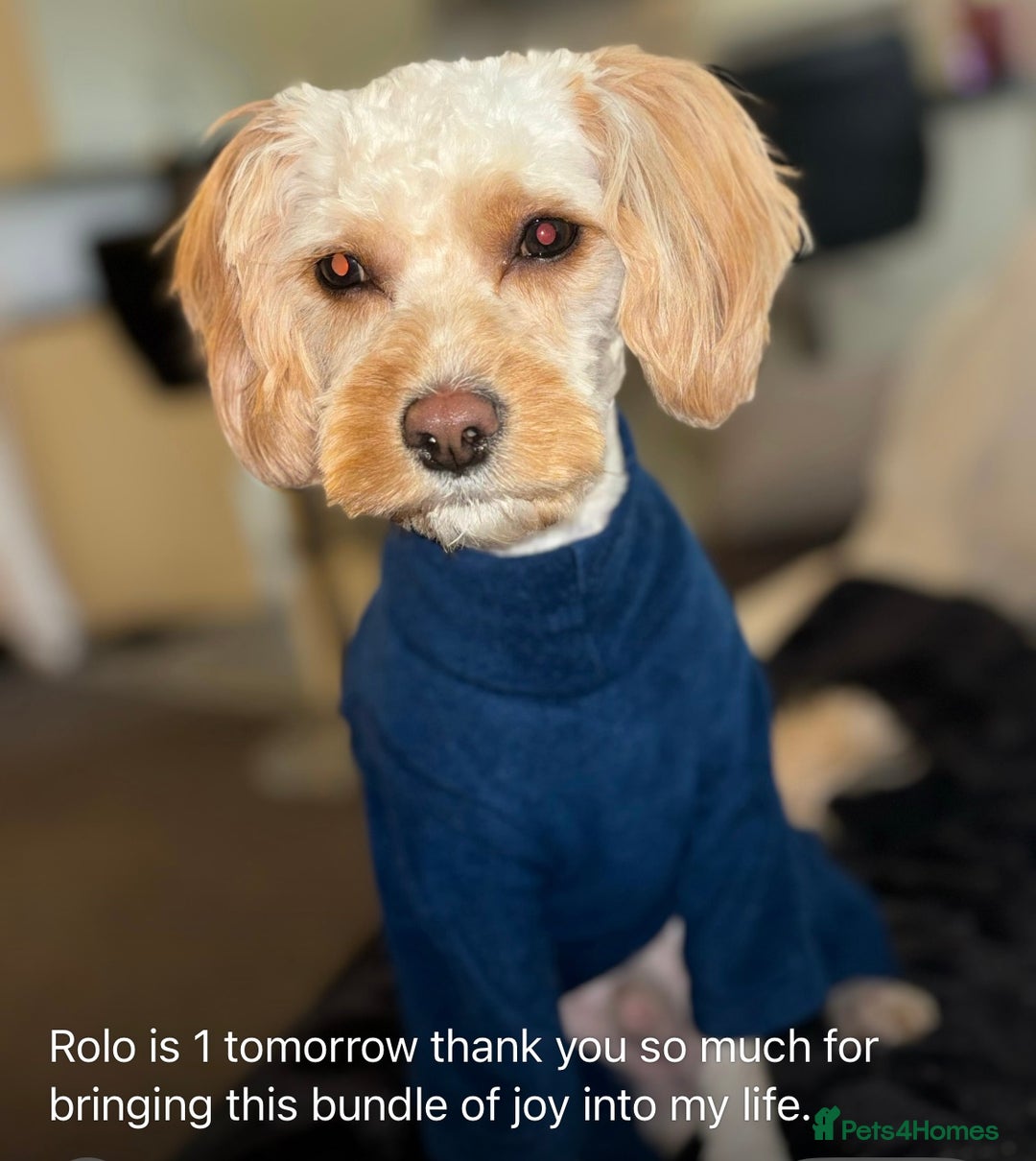 Cavapoo dogs for sale: Stunning litter of cavapoos - Image 20