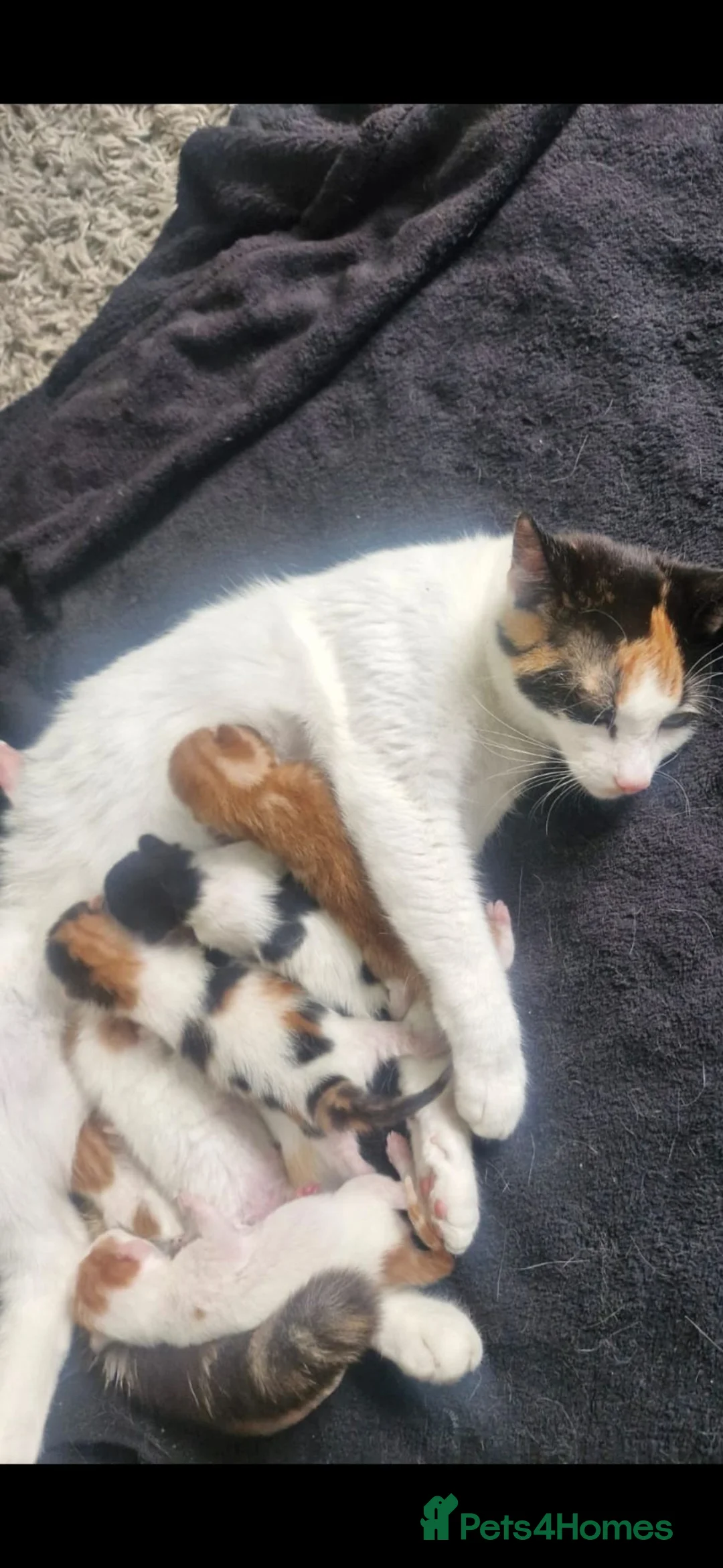 Mixed Breed cats for sale: 6 beautiful angels needing forever homes - Advert 6