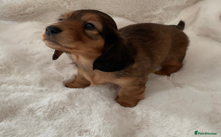 Miniature Dachshund dogs - Advert 3