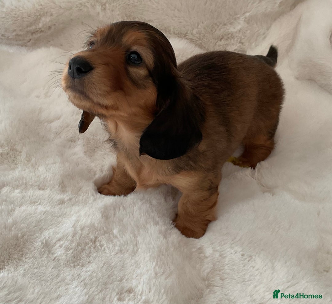 Miniature Dachshund dogs for sale: Stunning KC mini long hair dachshunds - Image 1
