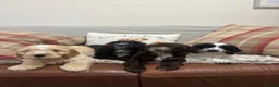 Cockapoo dogs for sale: Stunning F1 Cockapoos from H/Tested KC Parents!! - Advert 6