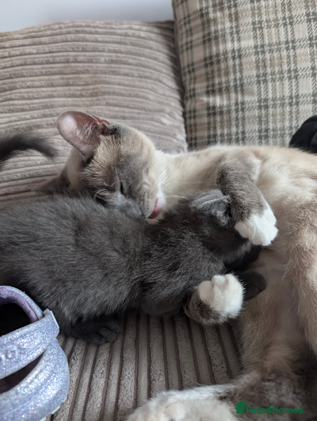 Mixed Breed cats for sale: Mixed breed kittens for sale (Last one!!!) in Melksham - Image 3