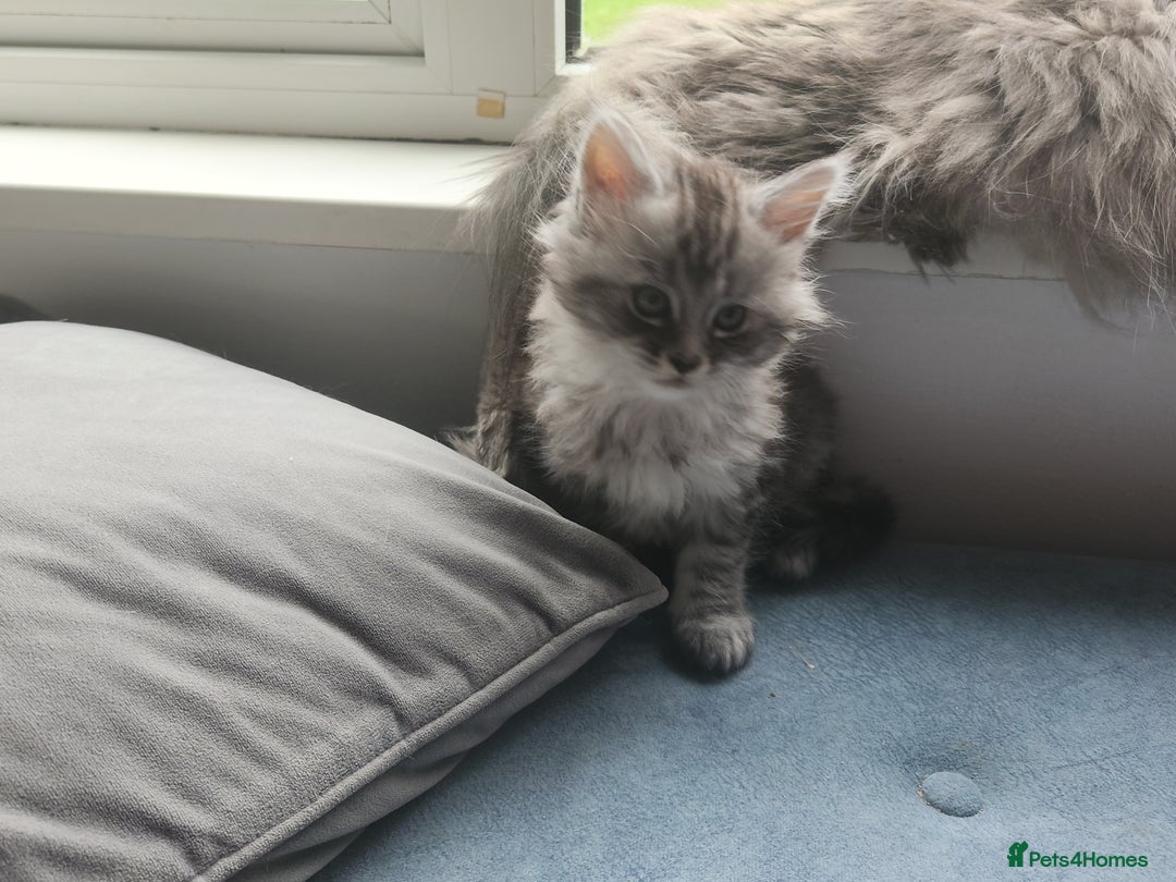Maine Coon cats for sale: 2 female Maine coons  - Image 5