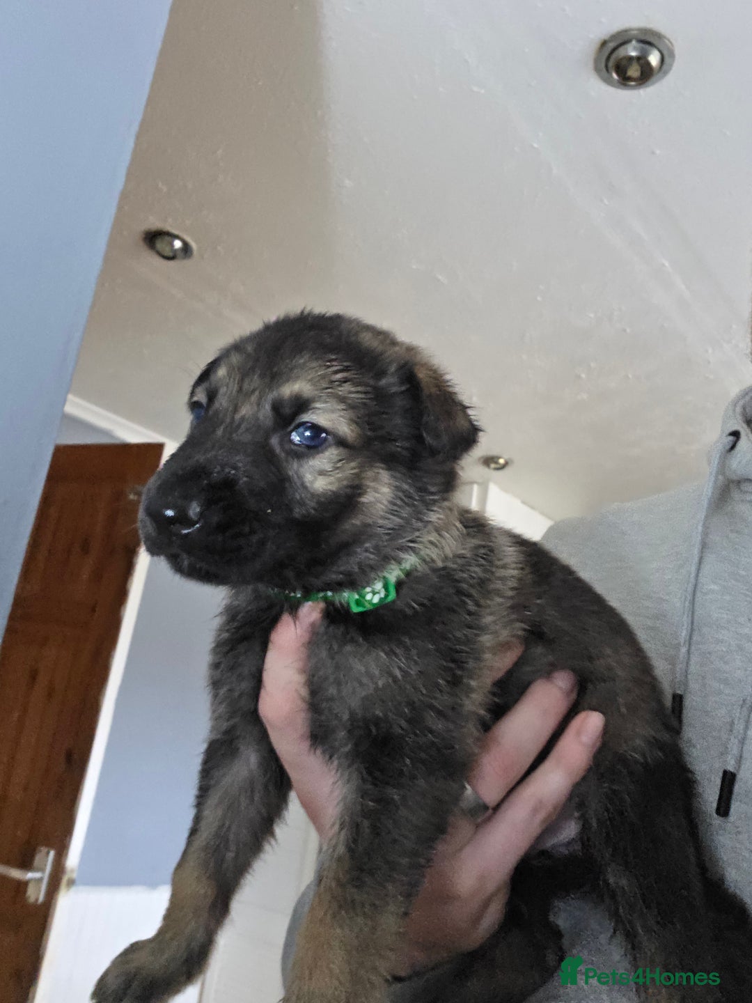 German Shepherd dogs for sale: 9 beautiful working line german shepherd puppies  - Advert 8