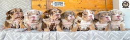 English Bulldog dogs for sale: Chocolate Merle boy outstanding bloodlines  - Advert 24