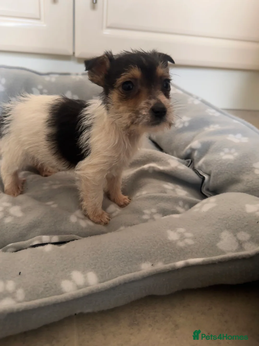 Jack Russell dogs for sale: Jack russels pups  - Advert 1
