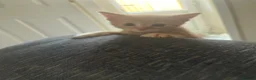 Mixed Breed cats for sale: 2 kittens 1 male 1 female  - Advert 5