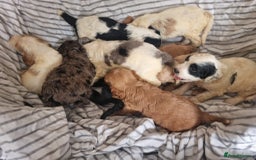 Cockapoo dogs for sale: Cockapoo puppies  - Image 7