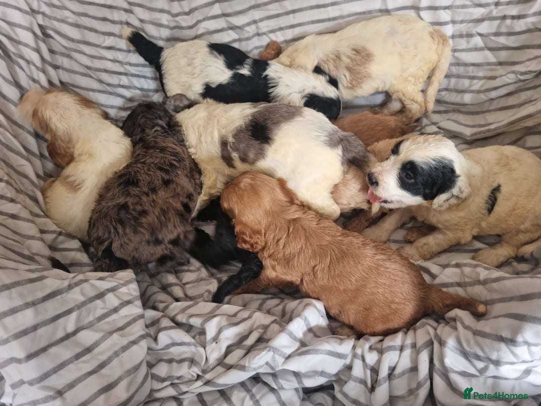 Cockapoo dogs for sale: Cockapoo puppies  - Image 7