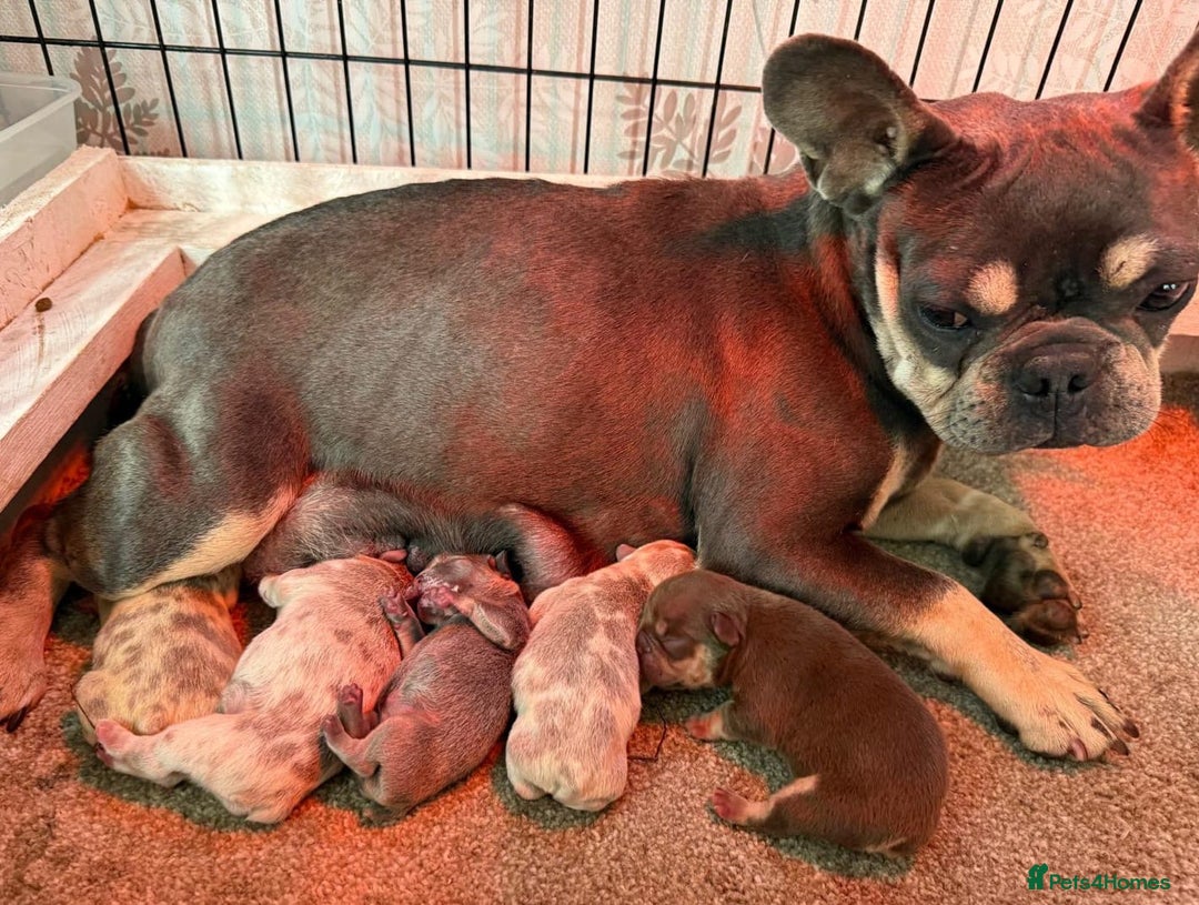 French Bulldog dogs for sale: Rojo and Isabella Merle Pups - Image 18
