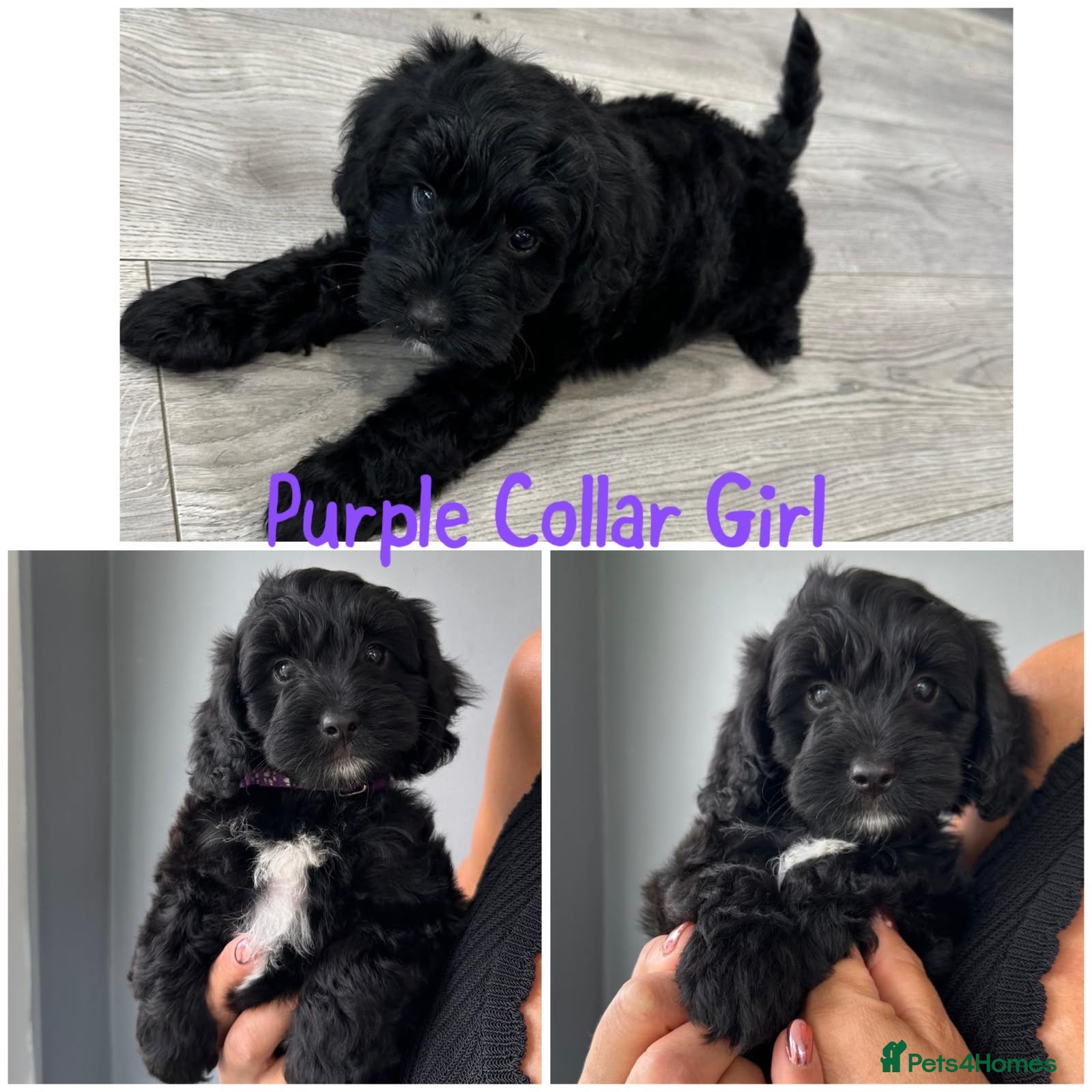 Cockapoo dogs  (Ready Now) last available puppy - Advert 2
