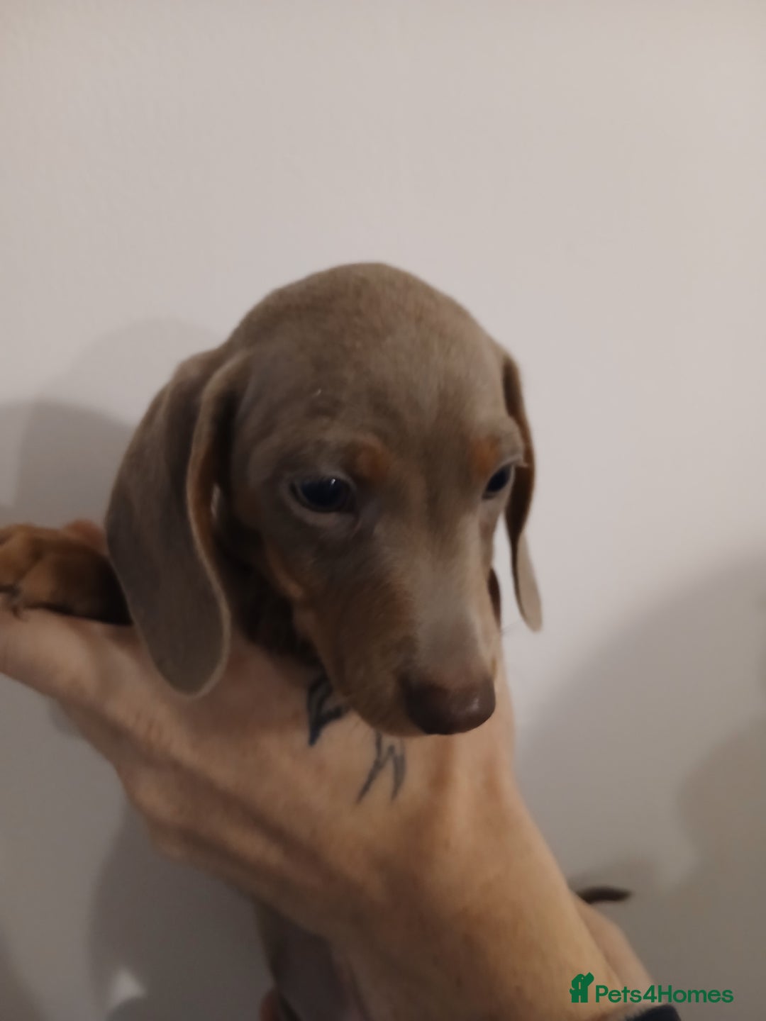 Dachshund dogs for sale: Mini Dachshund Puppies - Advert 7