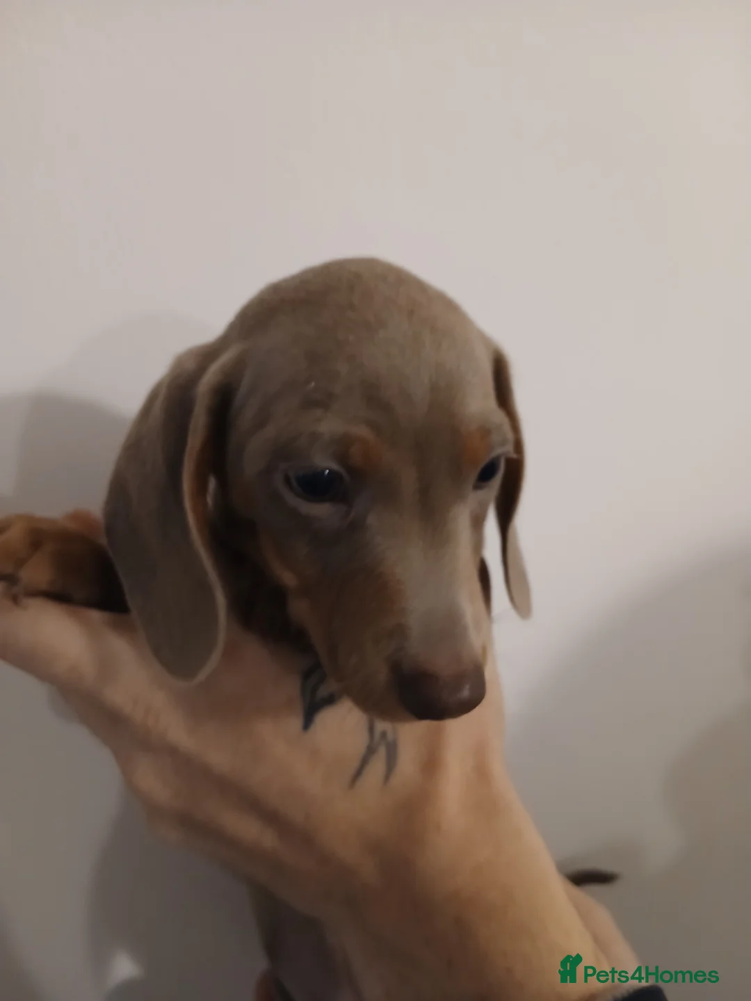 Dachshund dogs for sale: Now only 2 male mini dachshund puppies  - Advert 22