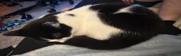 Mixed Breed cats for sale: Sunny and Shadow - Advert 2