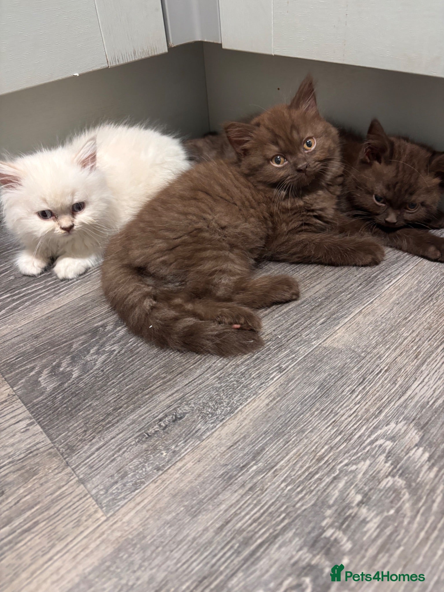 Mixed Breed cats Adorable kittens - Advert 1