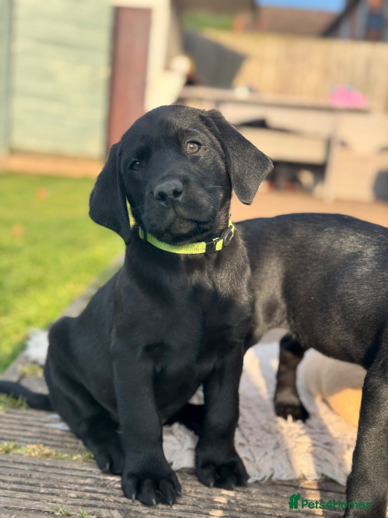 Labrador Retriever dogs 2 Quality strong Labrador pups  - Advert 1