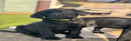 Labrador Retriever dogs for sale: 2 Quality strong Labrador pups  - Advert 1