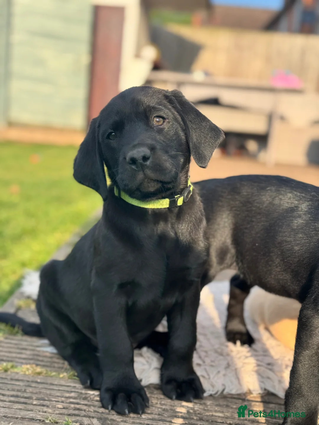 Labrador Retriever dogs for sale: 2 Quality strong Labrador pups  - Advert 1