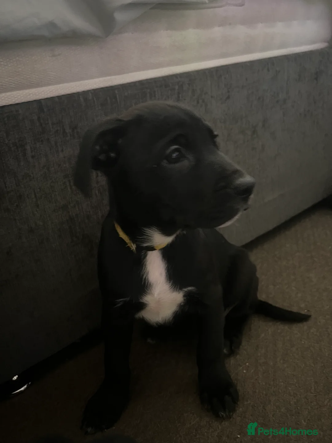 Mixed Breed dogs for sale: 8 Beautiful Mastiff x Staff x Black Mouth Cur Pups - Advert 4