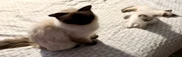 Ragdoll cats for sale:  Ragdoll kittens  - Advert 6
