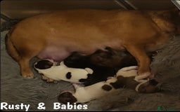 Jack Russell dogs for sale: miniature Jack Russell Puppies - Image 19