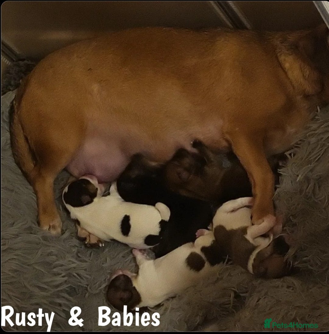 Jack Russell dogs for sale: miniature Jack Russell Puppies - Image 19