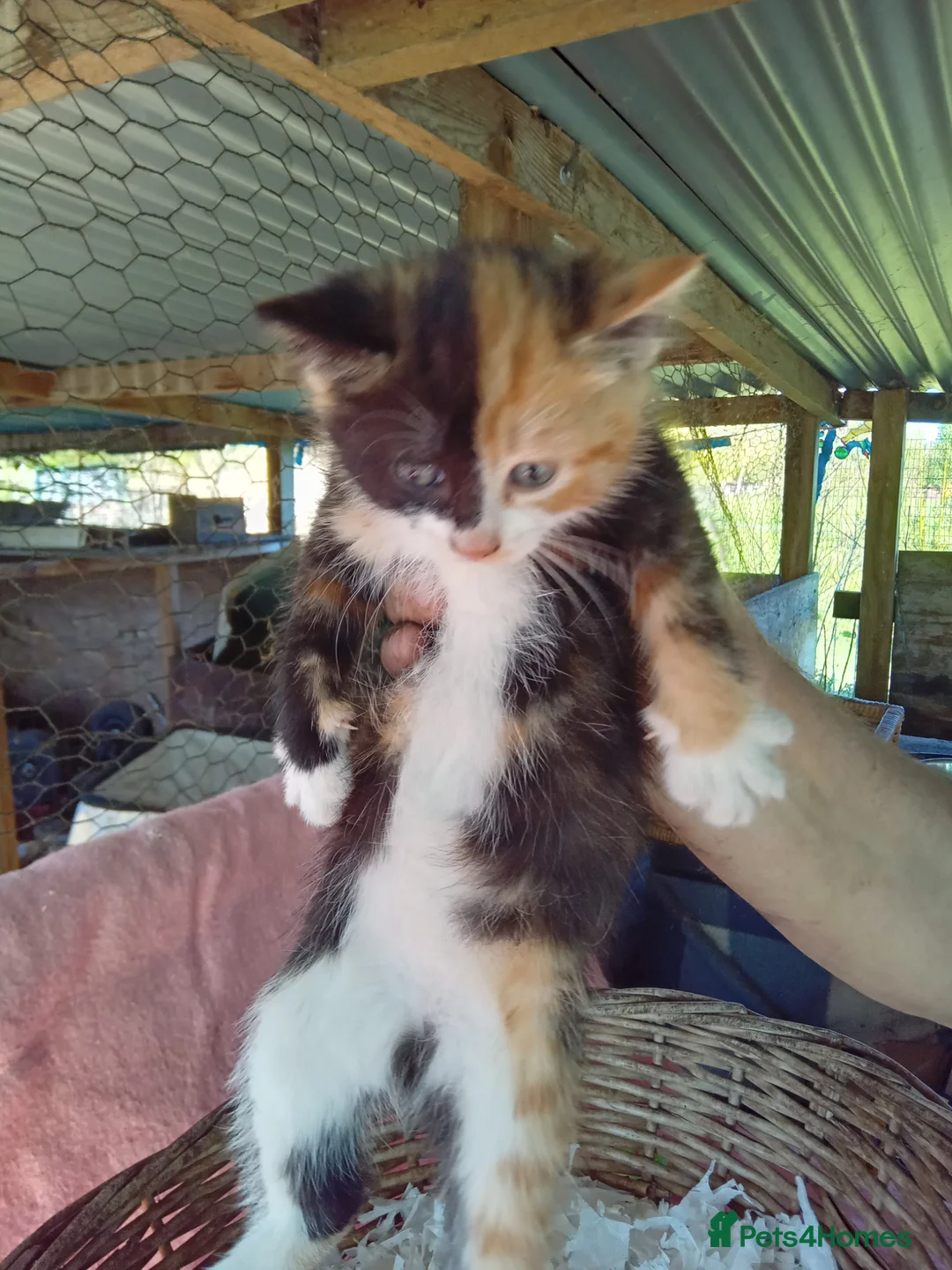 Mixed Breed cats for sale: RARE CHIMERA RAGDOLL/BENGAL  X MOGGY KITTENS - Advert 1