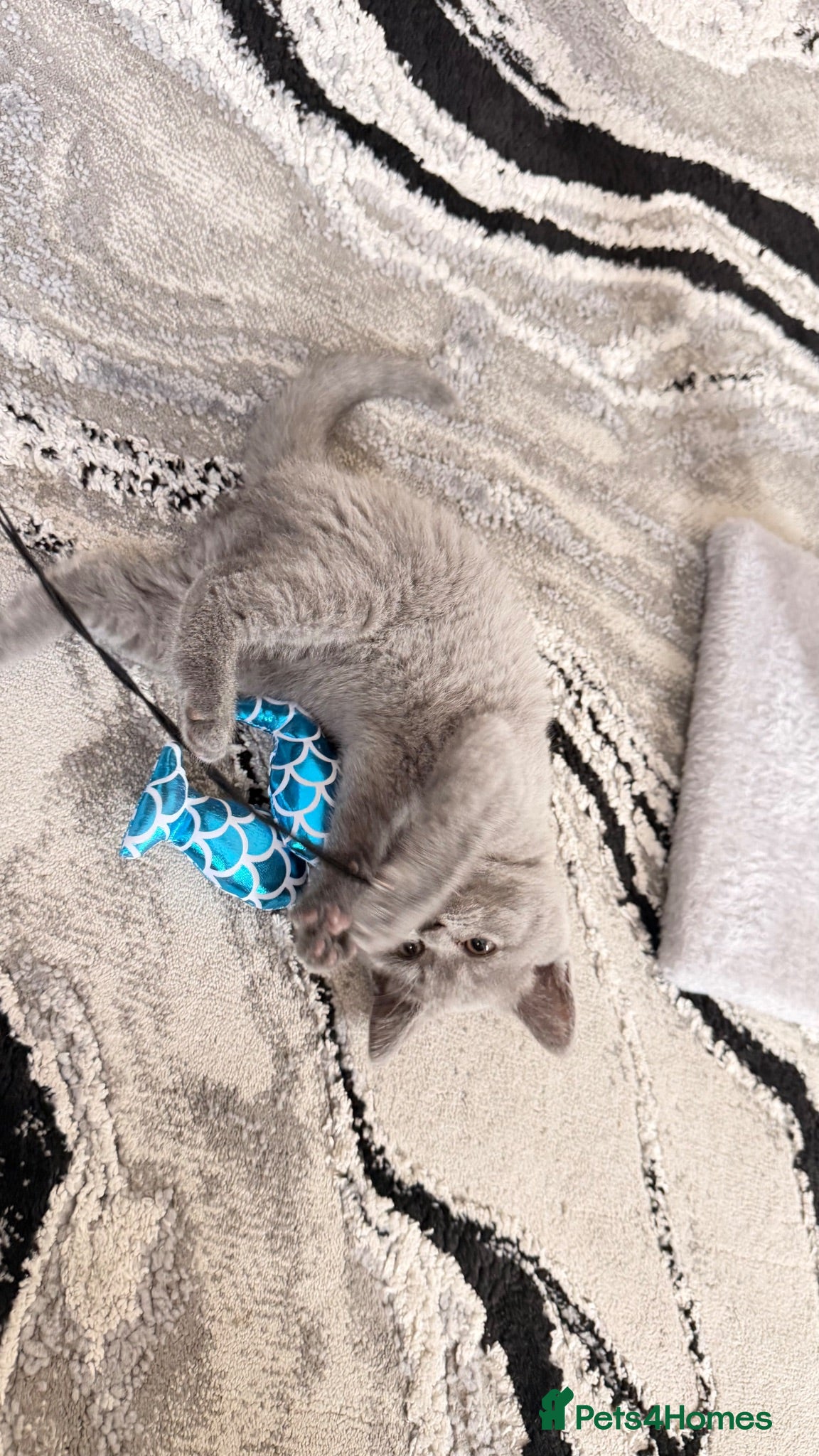 British Shorthair cats Kitten for sale Girl British short hair  - Advert 10