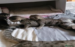 Mixed Breed cats for sale: Kittens ready now - Image 9