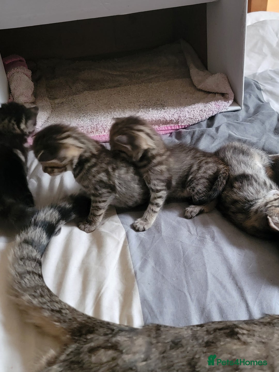 Mixed Breed cats for sale: Kittens ready now - Image 9
