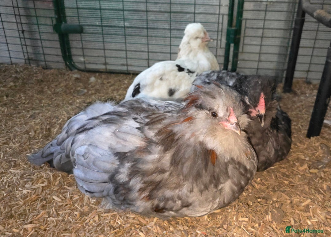 Chickens poultry for sale: Blue & red tailed bearded British Araucana - Image 12